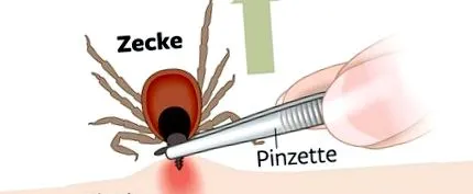 corect