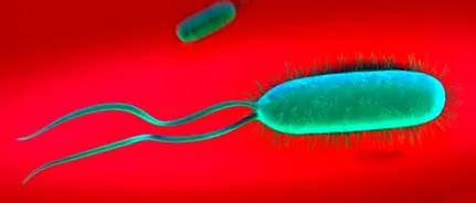 pylori több
