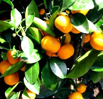 citricelor