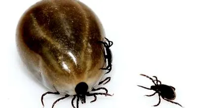 lyme-kór