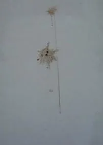 петно