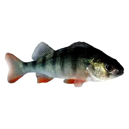 főzni