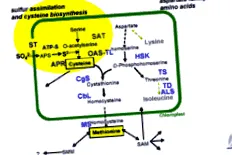 molekuláris metabolizmus