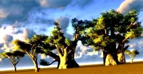 baobab utilizări