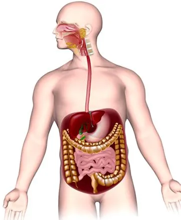 abdominală