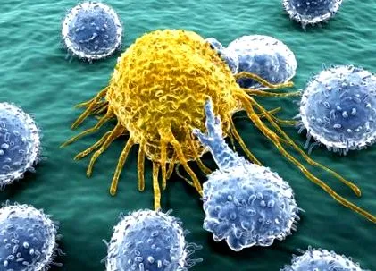 immunrendszer