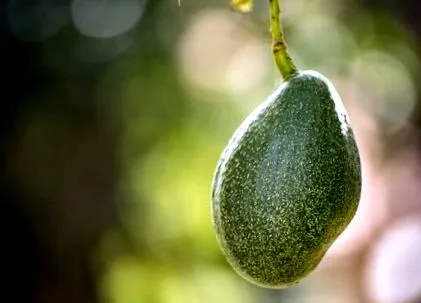 smarter avocado