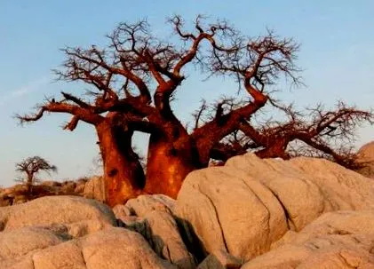 pentru baobab baobab
