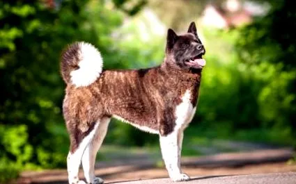akita karakter