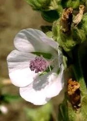 gyűjtik össze