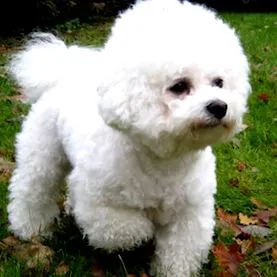 bichon