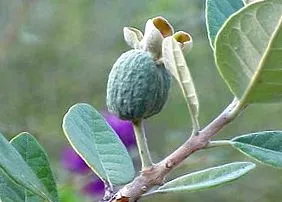 guava