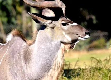 kudu