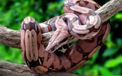 constrictor