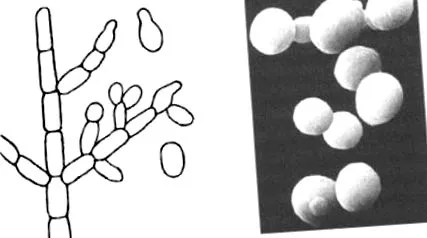 candida