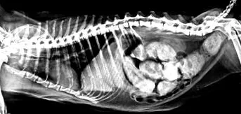pisici intestinală