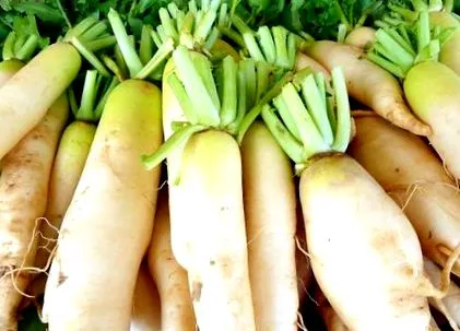 daikon