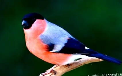 bullfinch bullfinch