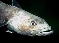 orcele
