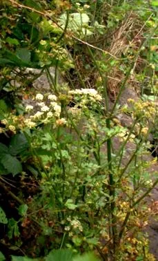 zeller Apium graveolens