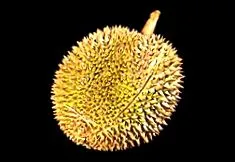 durian nagyon