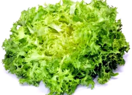 endive