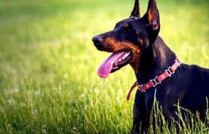 doberman câini