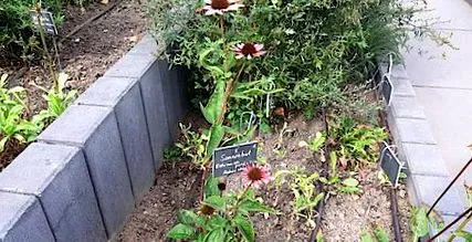 echinacea