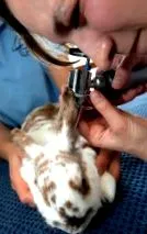 veterinar muște