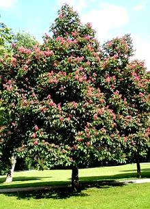 vadgesztenye Aesculus