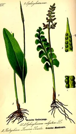 васкуларни спори