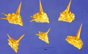 Tribulus Terrestris