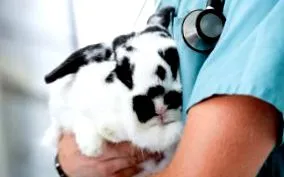 encephalitozoonosis
