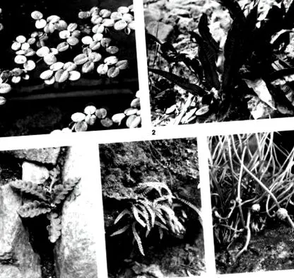 Lexicon biologie