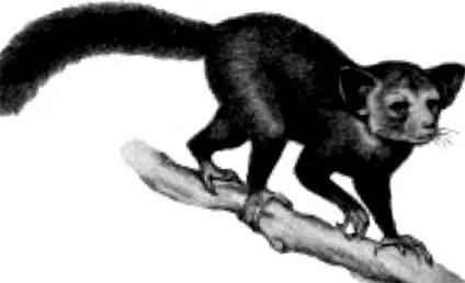 lexikona