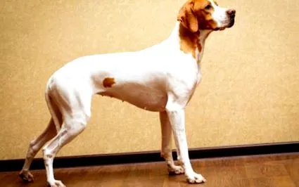 pointer
