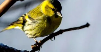 siskin