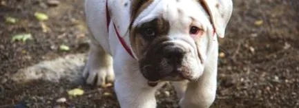 buldog
