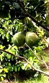 citrusfélék