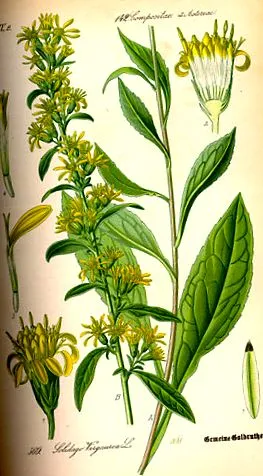 aranyvessző