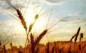 gluten