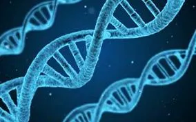 transcrierea funcția