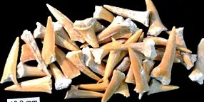 fosszilis