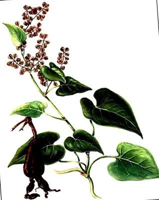 foti