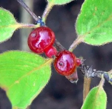 biokertész