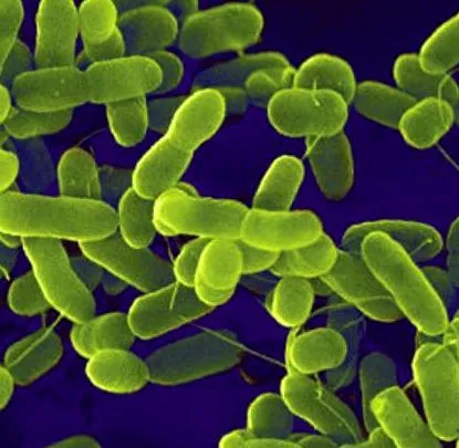 bacteriile