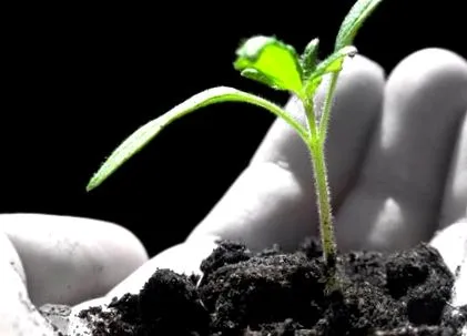 germinale germinale