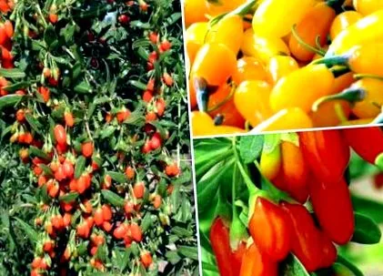 goji