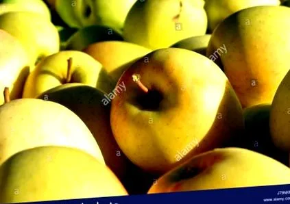grădinii
