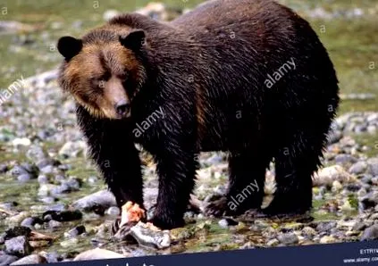 ursus